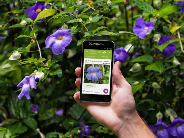 Avec PlantNet, mettez un nom sur chaque végétal