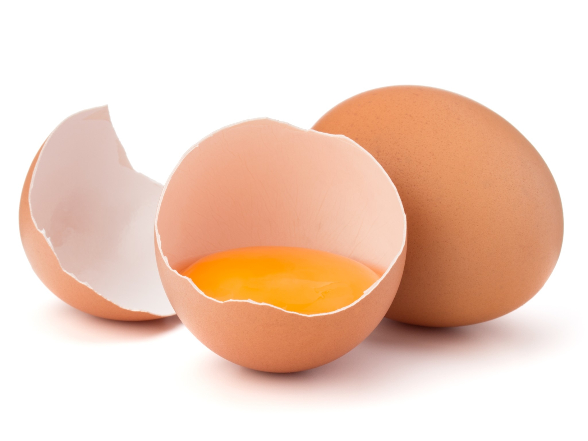Comment la coquille de l’œuf se forme-t-elle ?