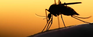 Comment éloigner les insectes avec des solutions simples et naturelles